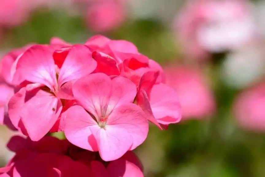 Geranium Care Learn How to Plant, Grow and Care for Geraniums The