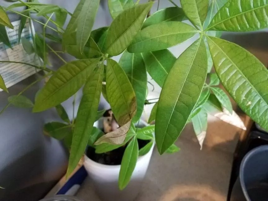 Indoor Plant Leaves Turning Yellow (Fixes for 7 Common