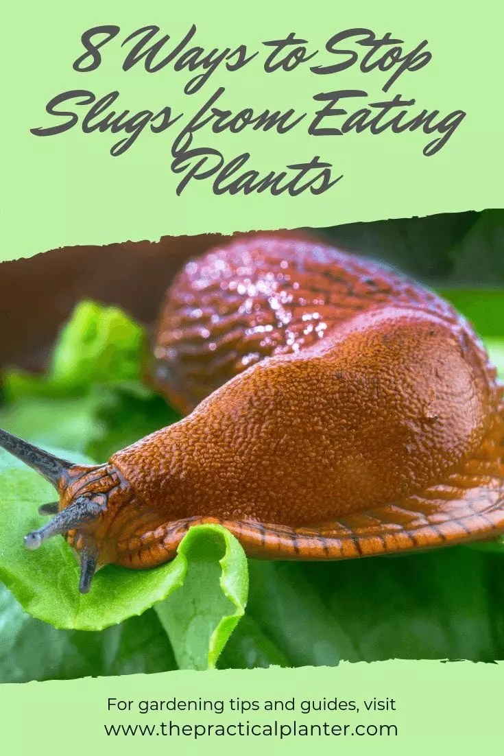 How to Stop Slugs from Eating Plants (8 Simple and Effective Methods
