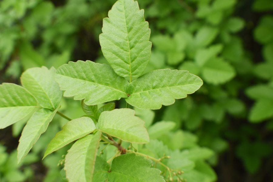 Is Poison Oak Poisonous To Dogs