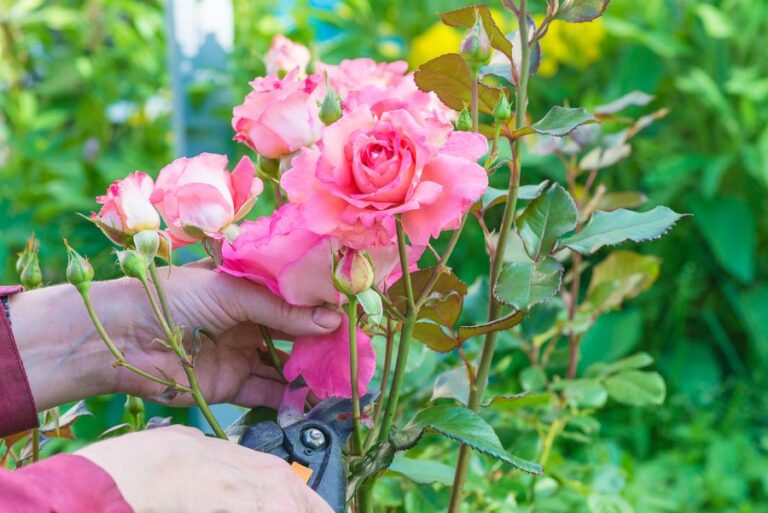 How to Grow Long Stem Roses (Useful Tips for Optimal Growth) The