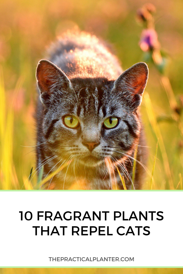 10 Plants That Repel Cats 2023 [Plants Cats Hate] Pond, 40 OFF