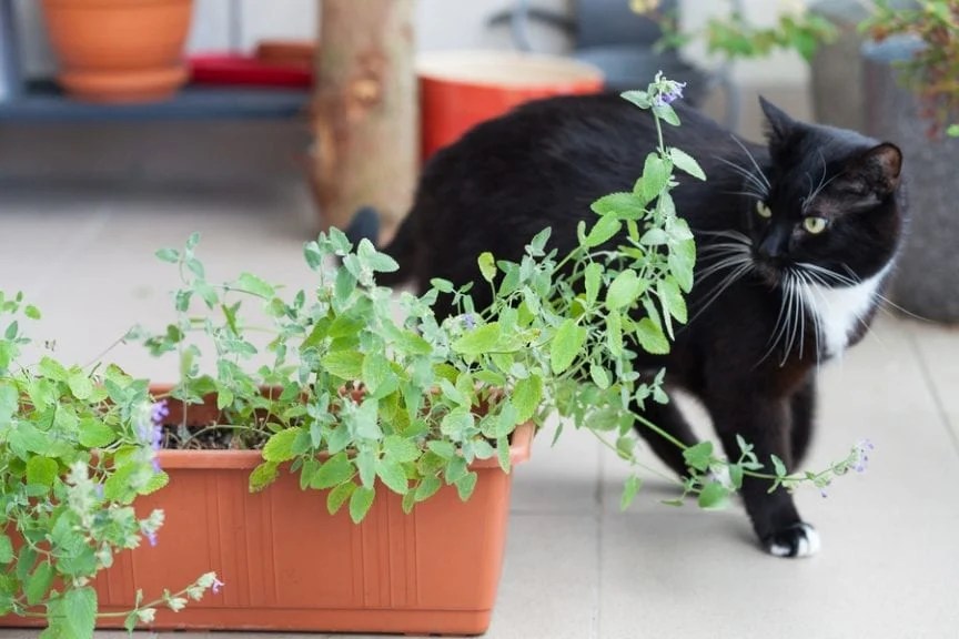 10 Fragrant Plants That Repel Cats The Practical Planter