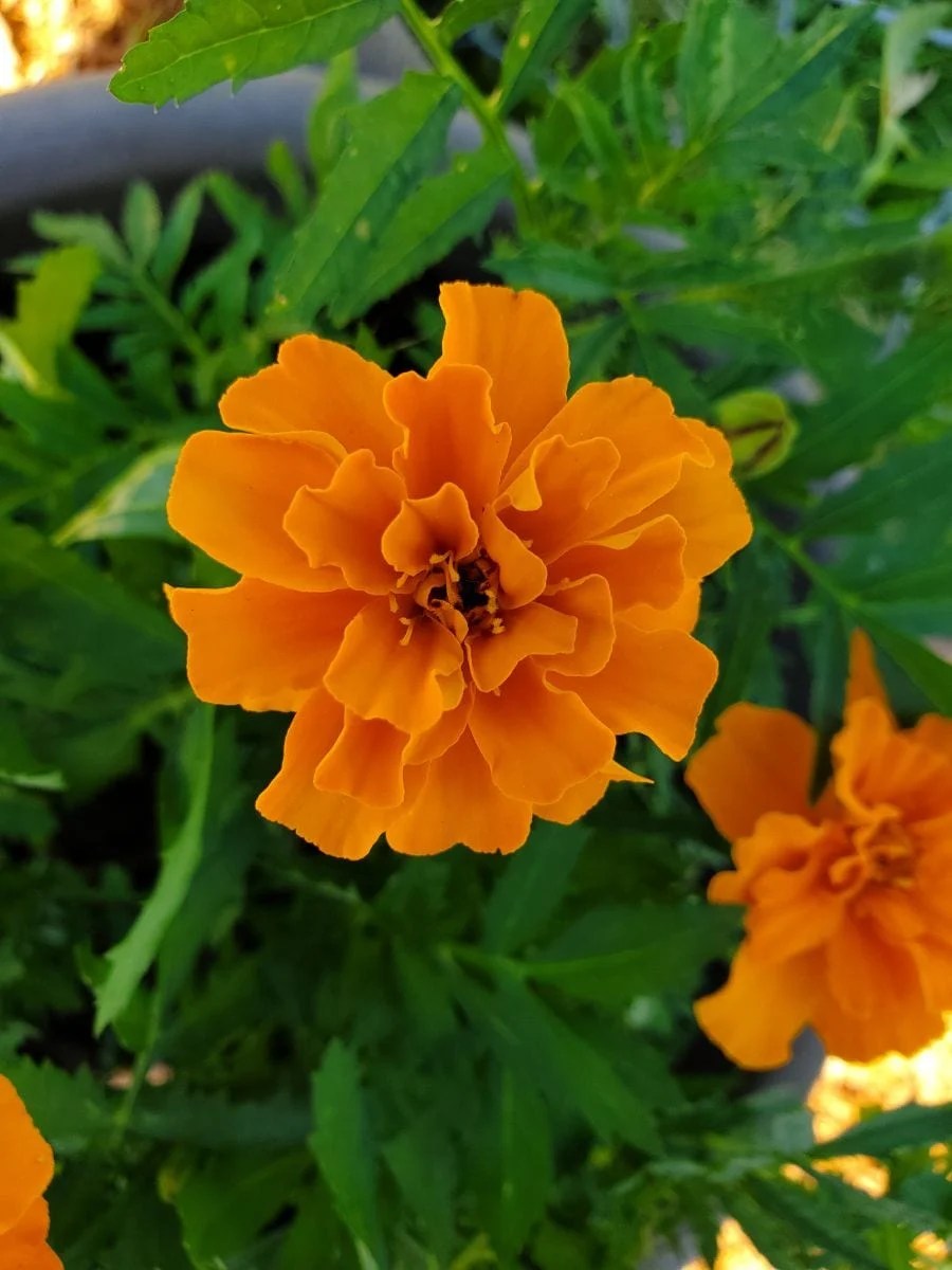 9 Incredible Plants That Repel Flies (No Need for Chemicals) The