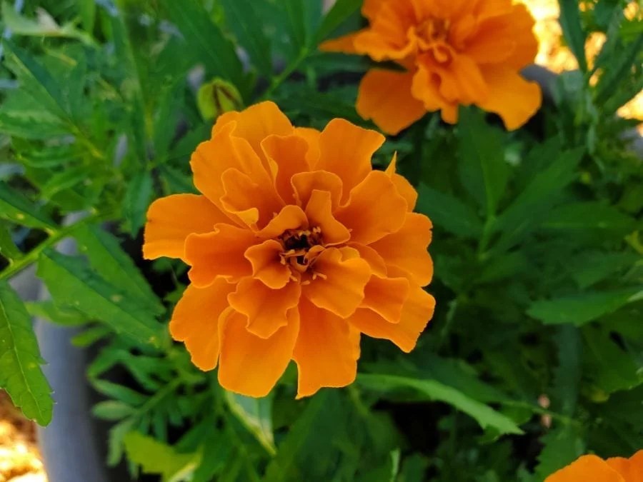 5 Amazing Plants That Repel Snakes The Practical Planter