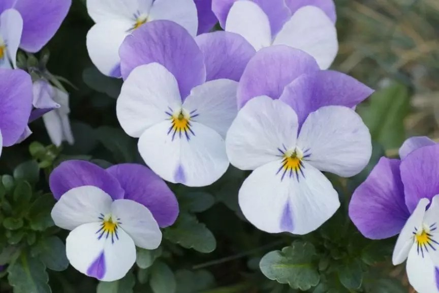 How to Grow and Care for Pansies (Tips, Varieties, Pests, and Diseases
