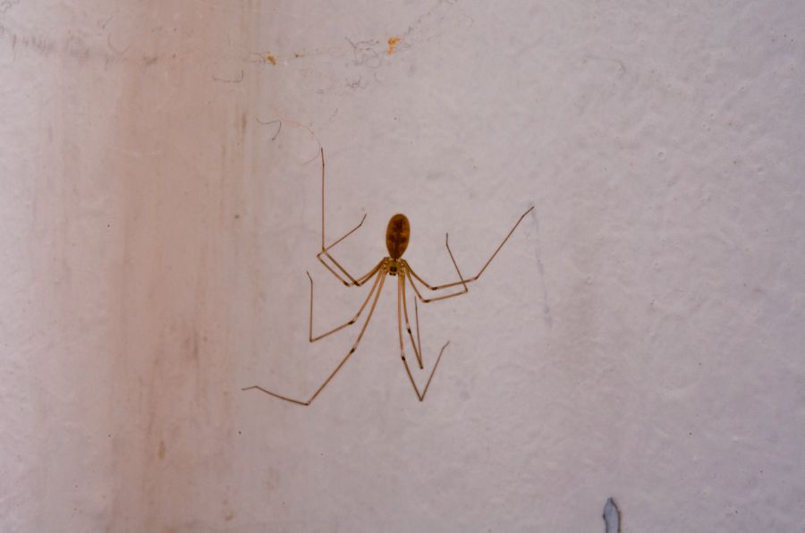 Are Hedge Apples Safe For Dogs