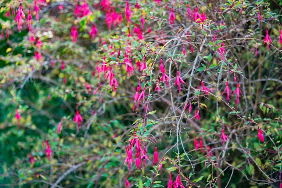 How to Revive a Fuchsia Plant (When It Starts to Wilt)? The Practical