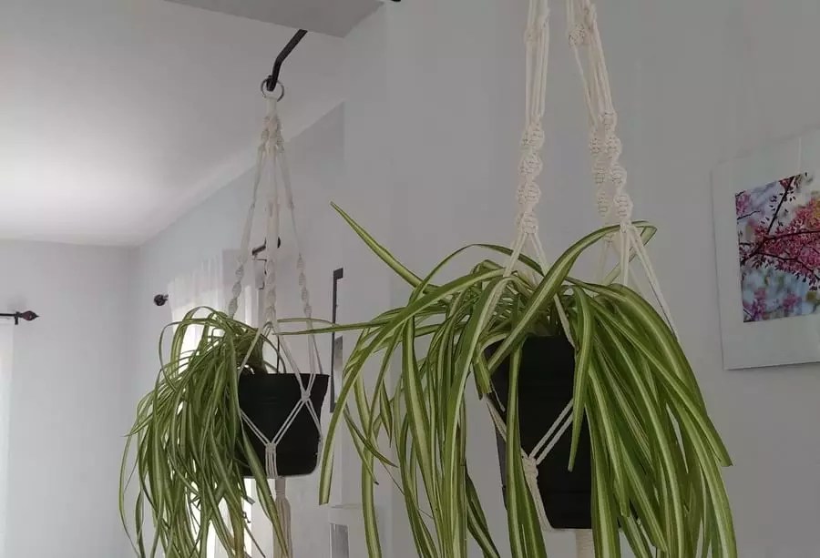 We did not find results for: How To Hang Plants From The Ceiling 10 Creative Ideas The Practical Planter