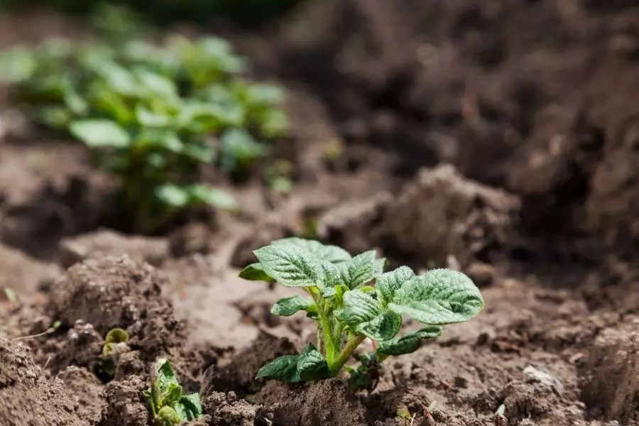 How Deep to Plant Potatoes (For Optimal Growth) The