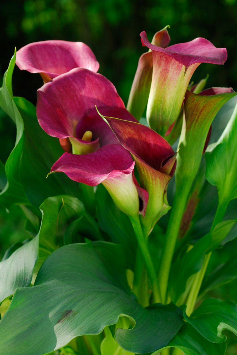 Why Are My Calla Lilies Drooping? (And What to Do About It) The