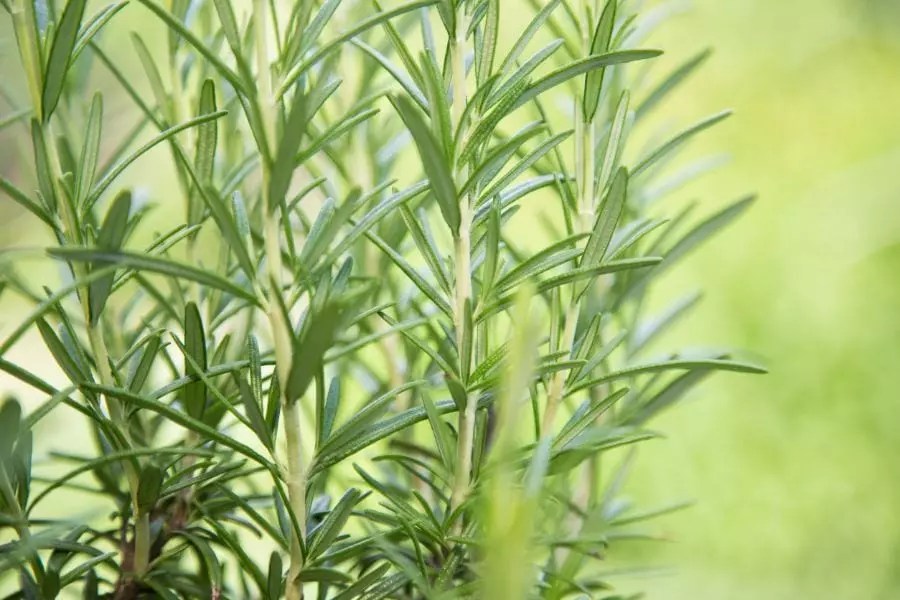 How Often to Water Rosemary (In the Ground or in Containers) The