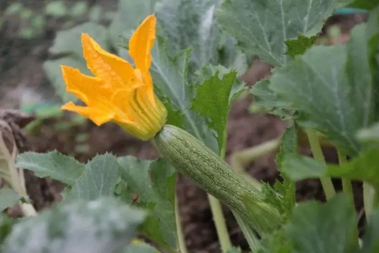 3 Possible Reasons Your Zucchini Is Turning Yellow The Practical Planter