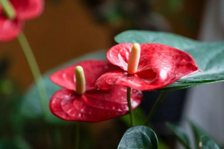 Anthurium Flowers Turning Brown What Can You Do? The Practical Planter