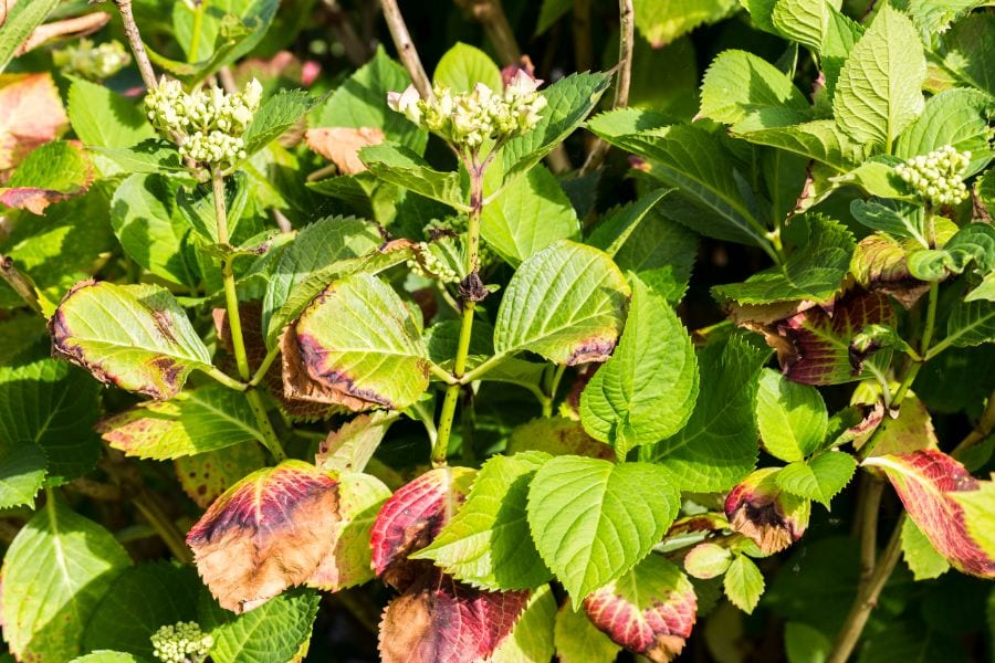 Saving Hydrangeas from the Brink The Stomata Story Behind Your Wilted