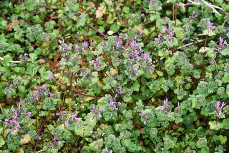 How to Get Rid of Henbit (Without Killing Everything Around It) The