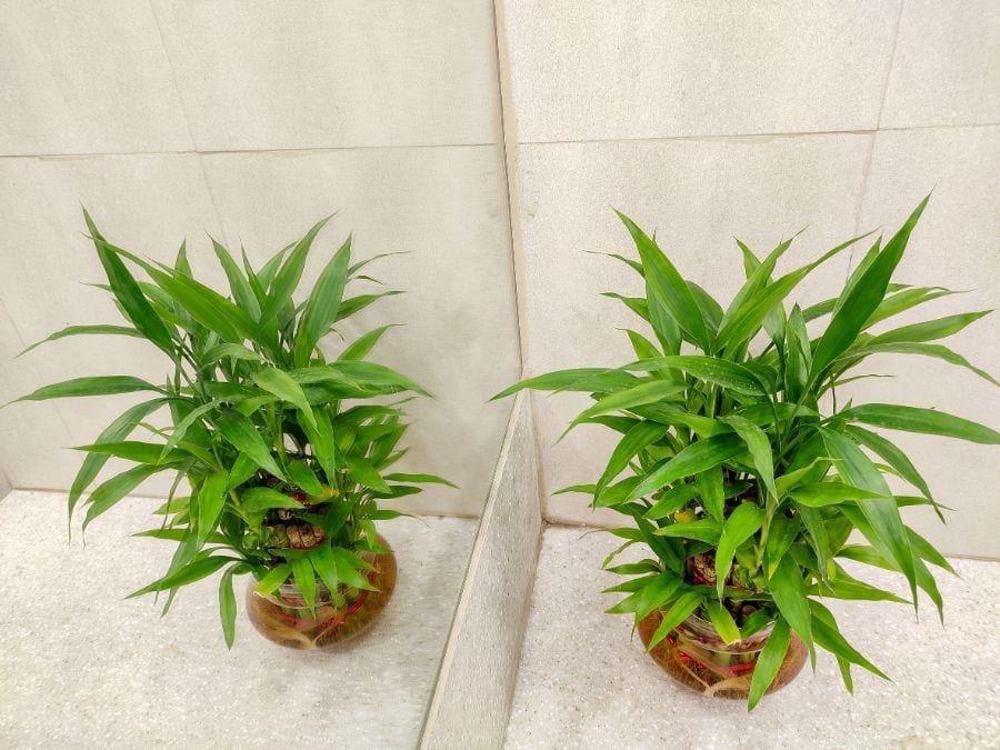 What Are the Differences Between Lucky Bamboo and True Bamboo? The