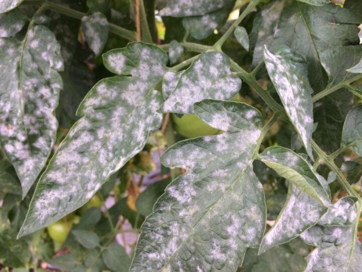 Common Causes for White Spots on Indoor Plants (Plus the Solution) The Practical Planter