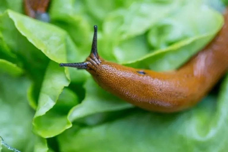 Are Slugs Bad for Gardens? (And 7 Ways to Control Them) The Practical