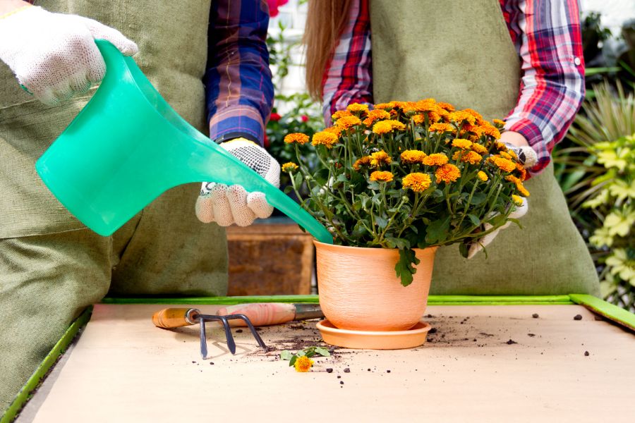 Simple Tips and Tricks for Extending Your Mum's Lifespan and Bloom The Practical Planter