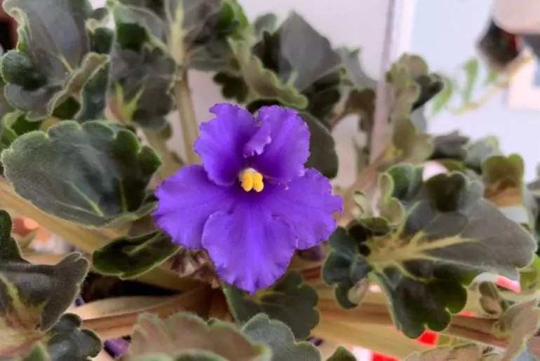 How Often to Water African Violets (Plus 3 Ways to Dechlorinate the