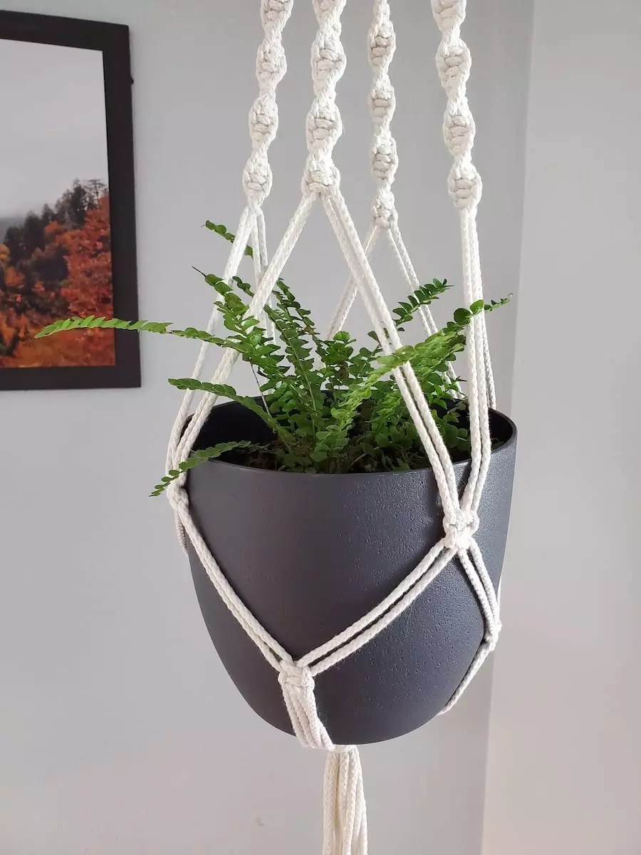 Fern Care 101 Transform Your Space with Proper Indoor Fern Maintenance