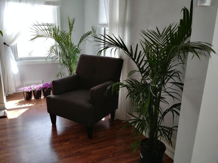 how to care for a majesty palm indoors Eilene Jefferies