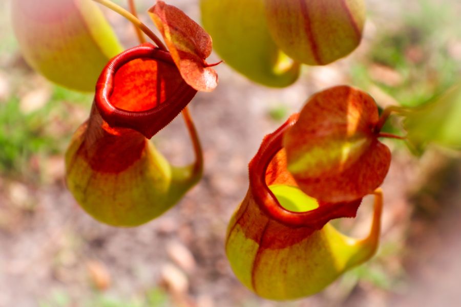 11 Amazing Plants That Repel Bees and Wasps The Practical Planter