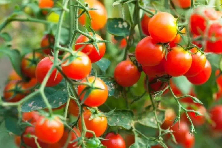 How Often Should You Water Tomatoes? (And What's the Best Time of Day