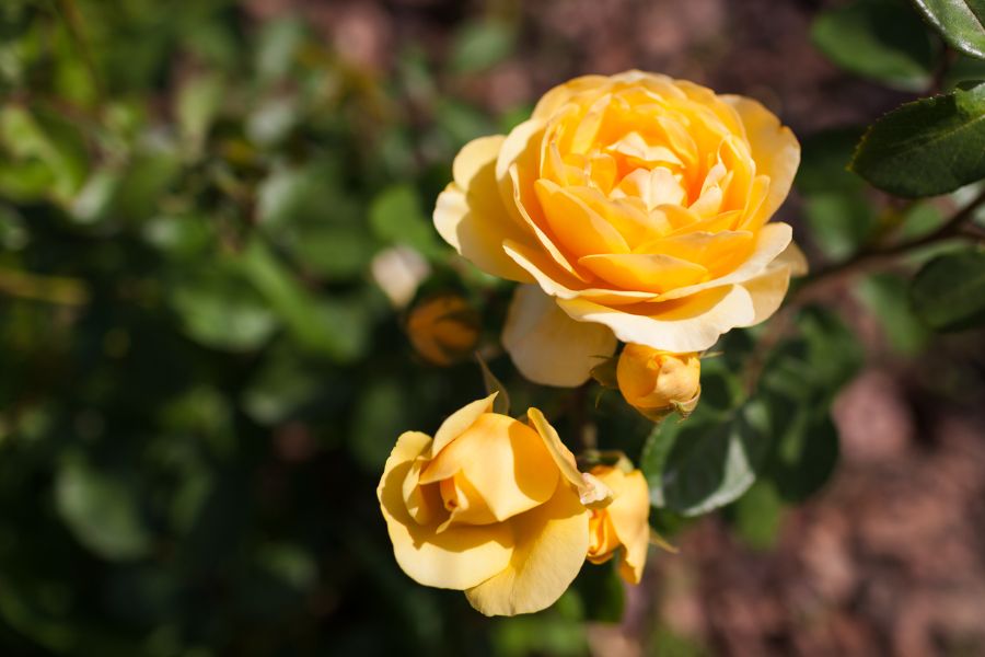 How Often to Water Roses (Plus Common Watering Mistakes) The