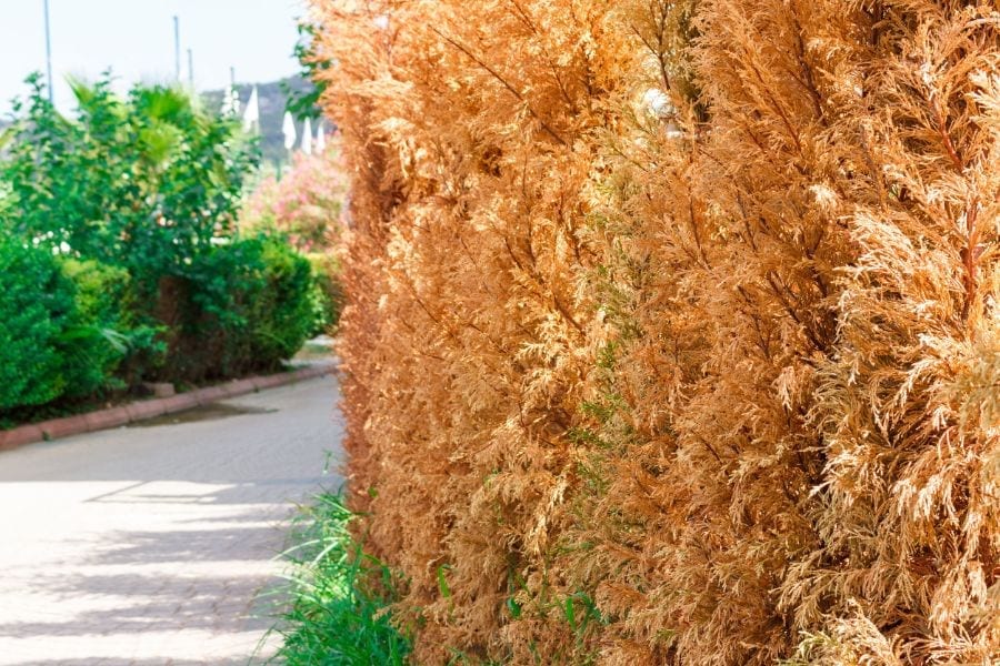 6 Clear Ways to Tell If Your Arborvitae Is Dying The Practical Planter