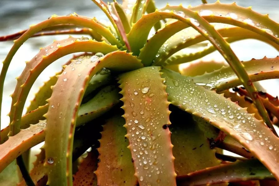 Why Is My Aloe Plant Dying? (8 Causes to Consider) The