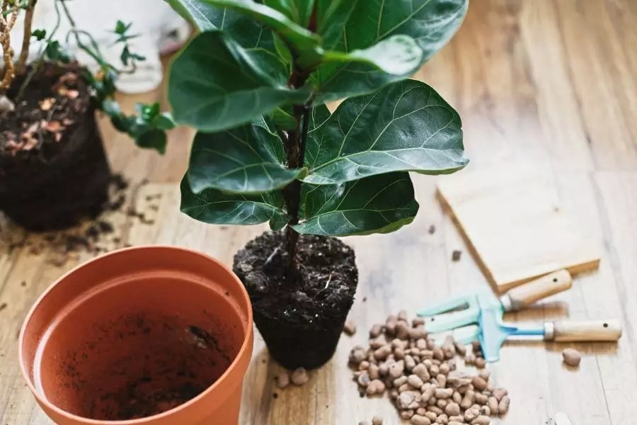 Fiddle Leaf Fig Not Growing? (3 Things to Check) The Practical Planter