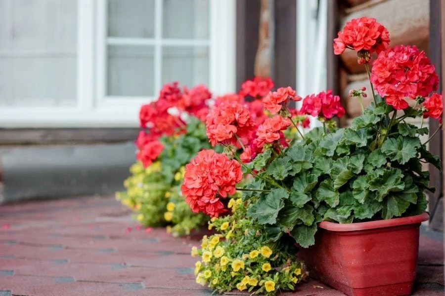 What to Plant with Geraniums in Containers Planting Tips