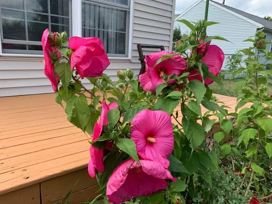 Simple Care Tips to Make Your Hibiscus Bloom The