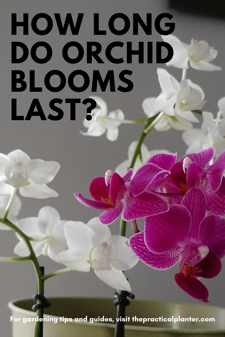 How Long Do Orchid Blooms Last? (And How to Make Them Last Longer