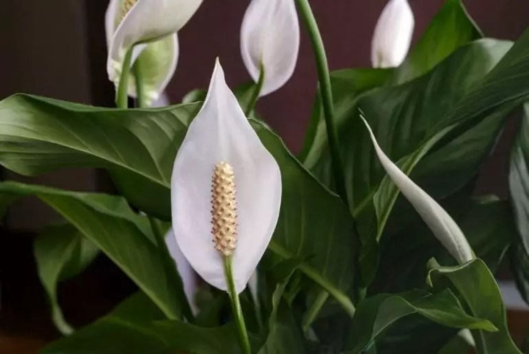 How Often Should You Water the Peace Lily? (Plus Common Mistakes to