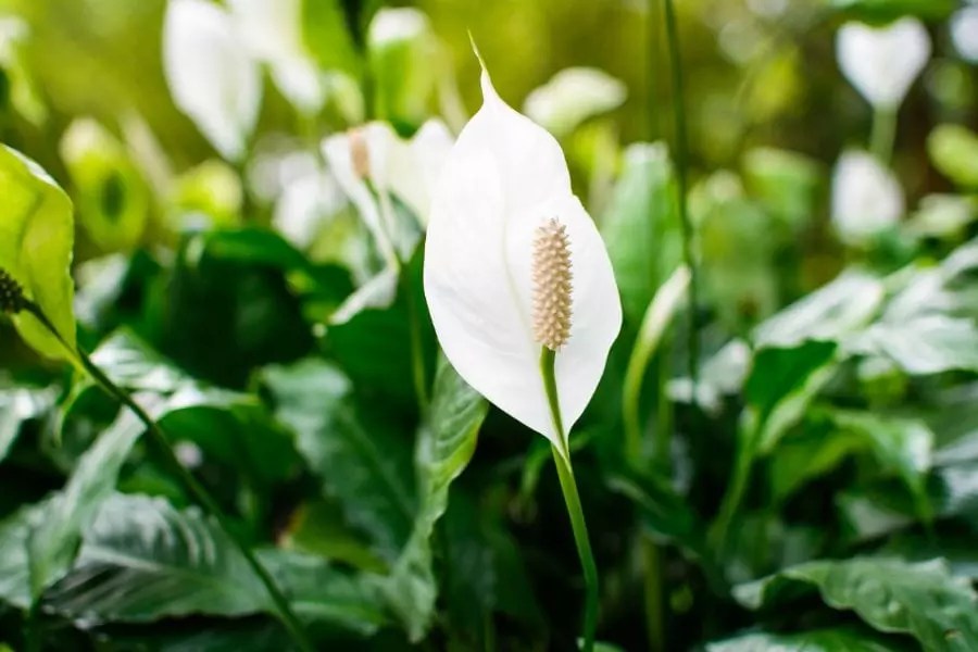 Can Peace Lilies Be Planted Outside? (And What Are the Ideal Conditions