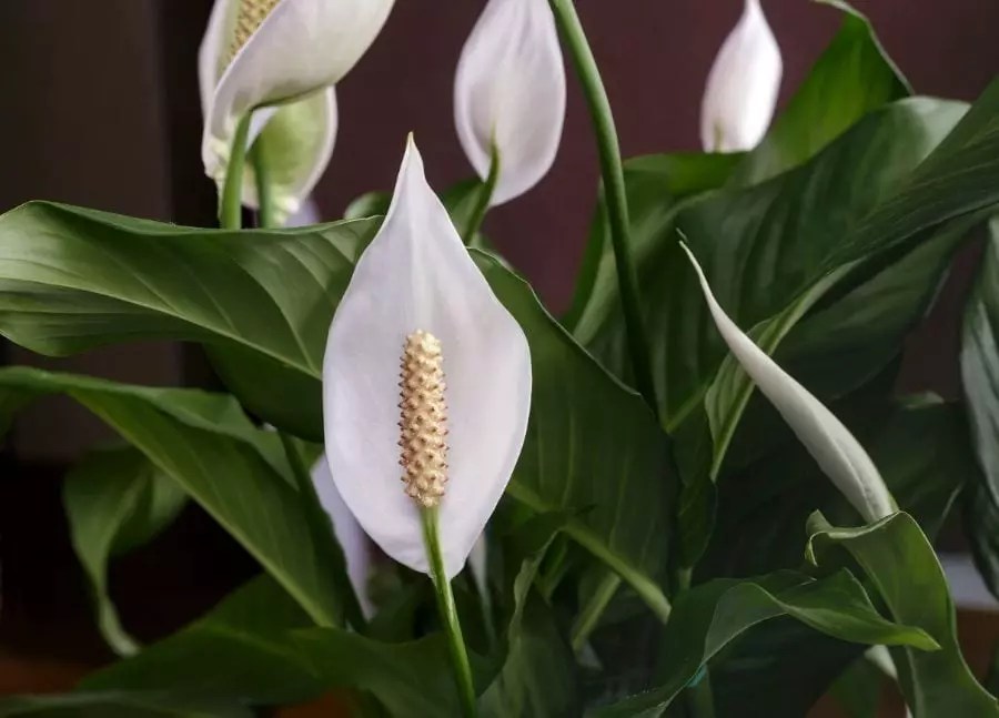 How Often Should You Water the Peace Lily? (Plus Common Mistakes to