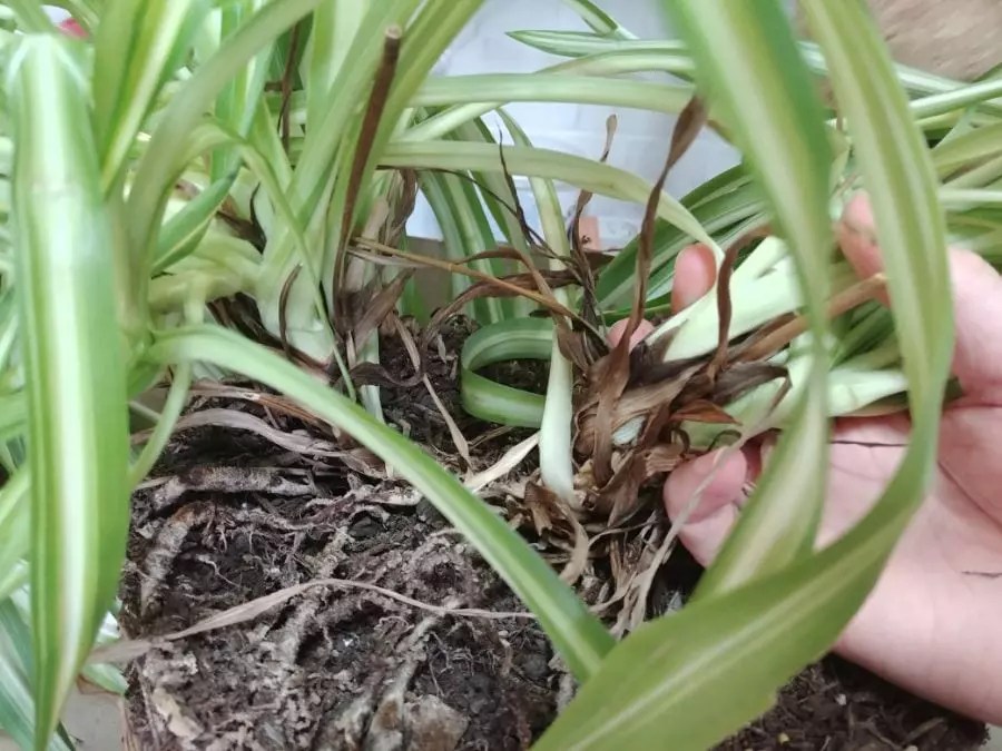 Is Your Spider Plant Dying? (9 Things to Check) The Practical Planter
