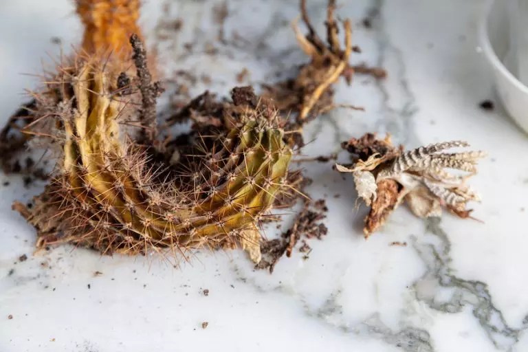 5 Simple Ways to Save a Dying Cactus The Practical Planter