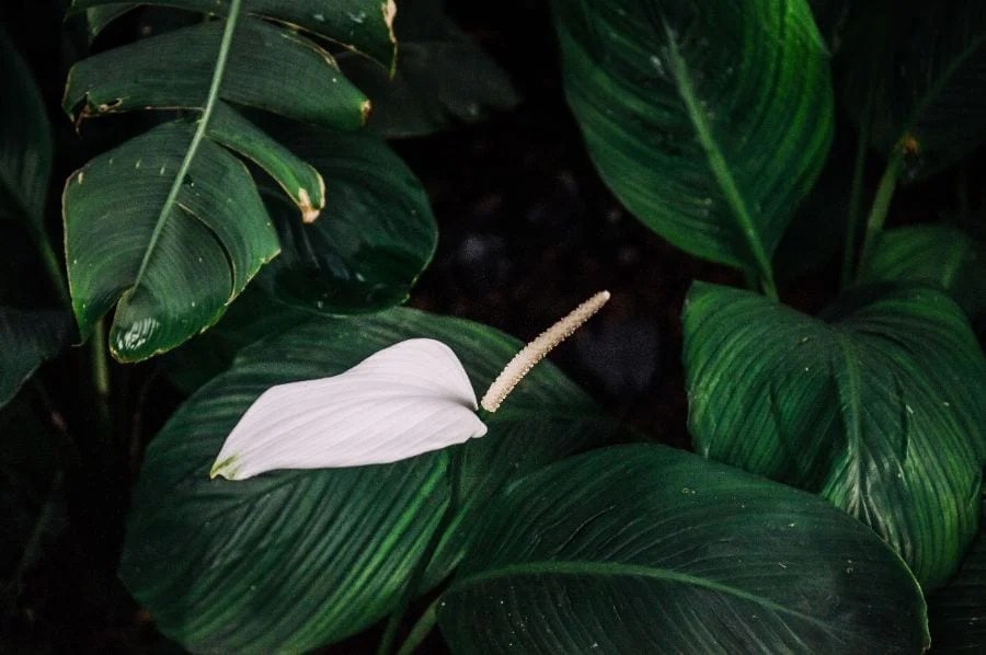 Is Your Peace Lily Dying? What to Do to Revive Your Plant The