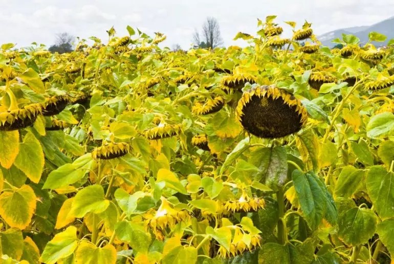 Why Are My Sunflowers Drooping? (3 Things to Check) The Practical Planter