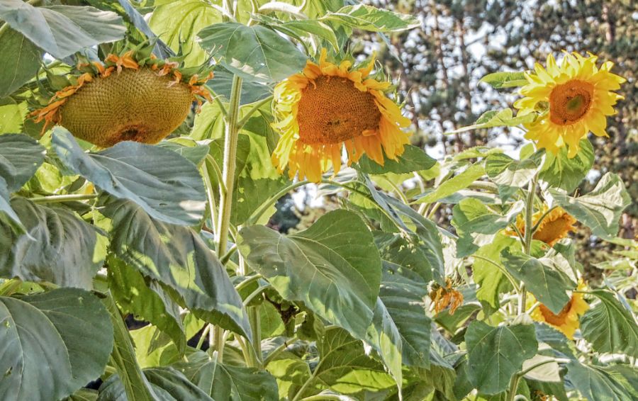 Sunflowers Drooping? The 3 Main Culprits Behind Your Sad Plants The