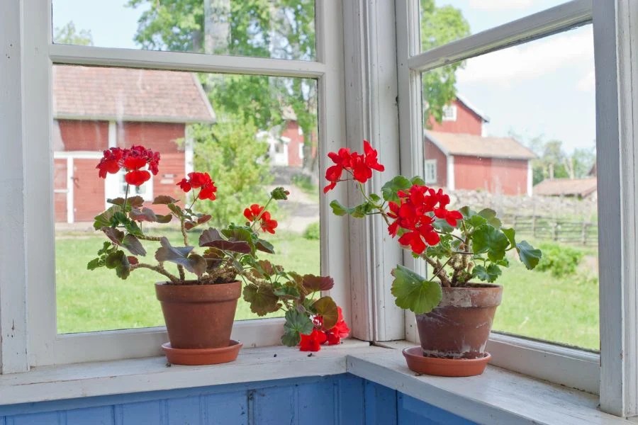 Can Geraniums Grow in Shade? (And What Happens with Too Little Sun