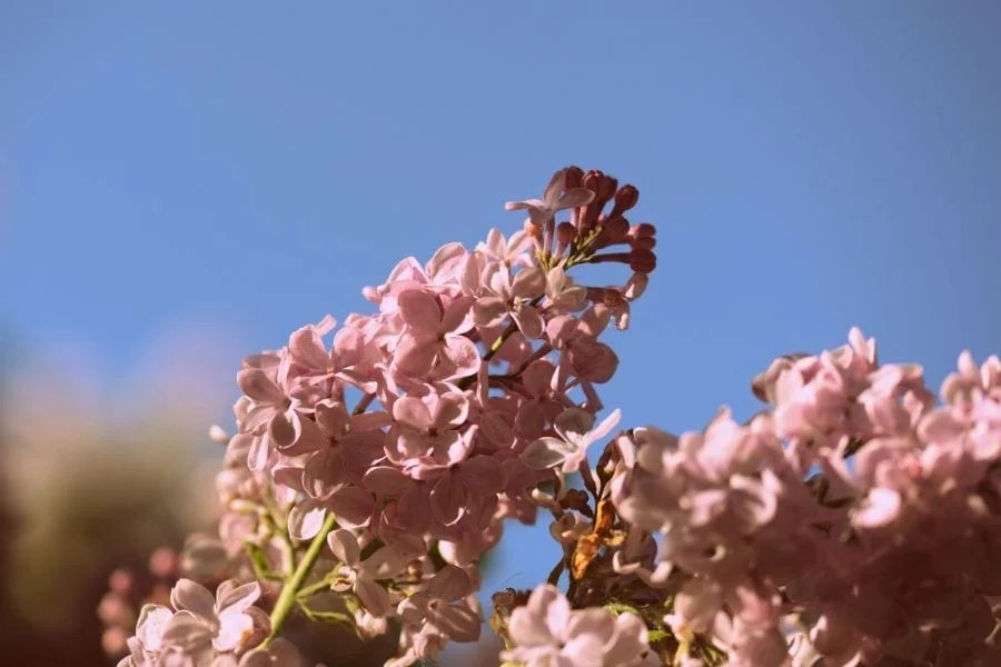 Save Your Lilac! Brown Leaves Don't Mean Doom (But You Need to Act Now