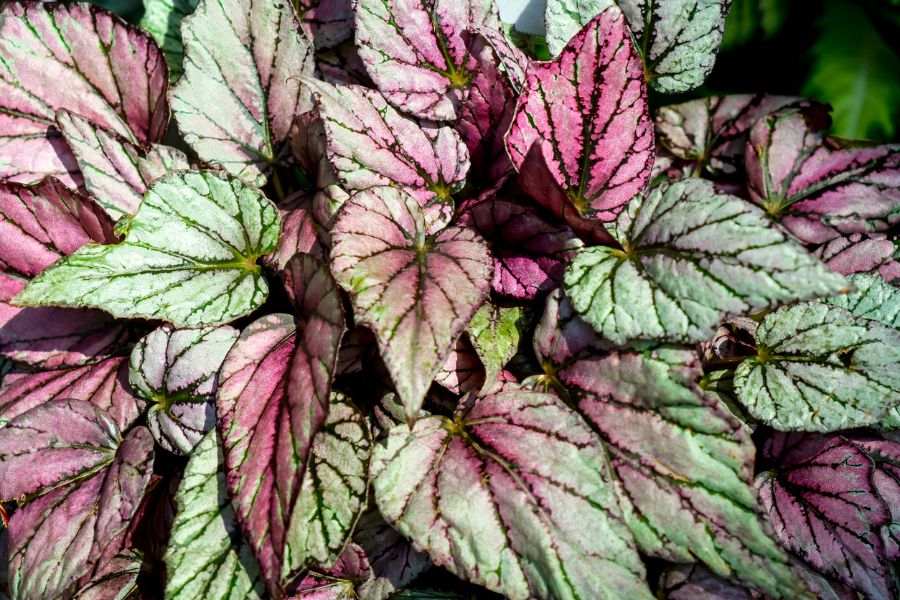 Are Begonias Deer Resistant? (Plus 4 Ways to Protect Your Garden) The Practical Planter