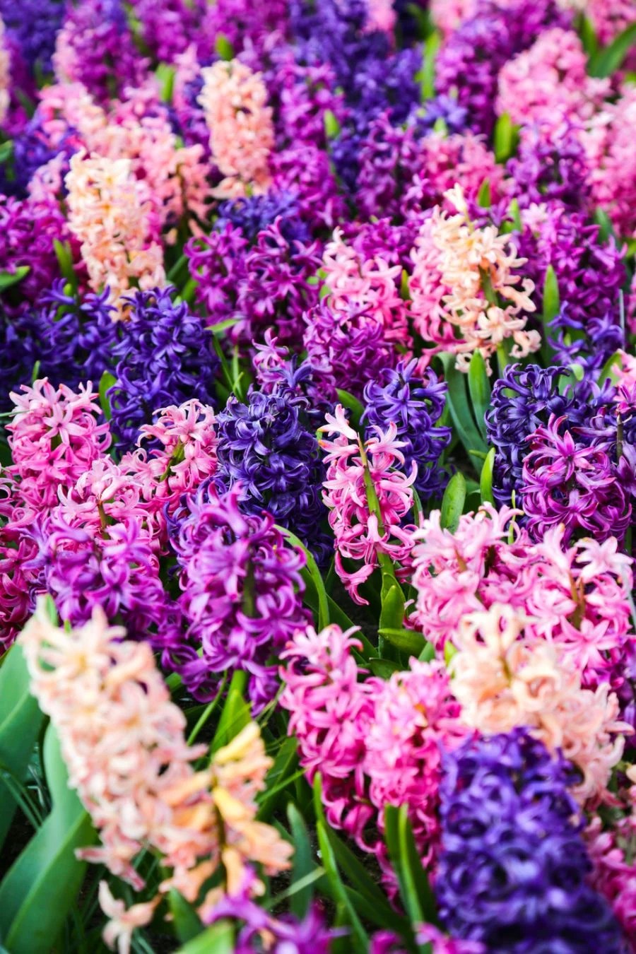 How Long Do Hyacinths Bloom? (And What to Expect During Dormancy) The