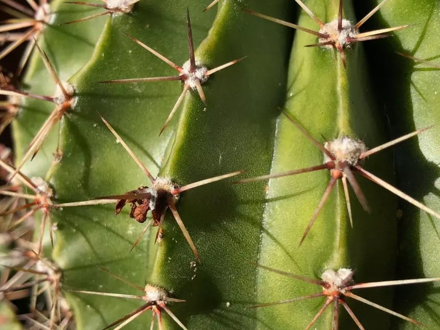 The Surprisingly Massive Heights Cacti Can Reach If Left To Grow The
