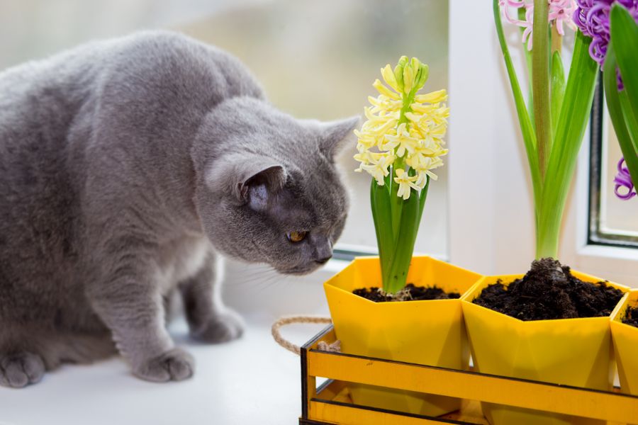 How Long Do Hyacinths Bloom? (And What to Expect During Dormancy) The